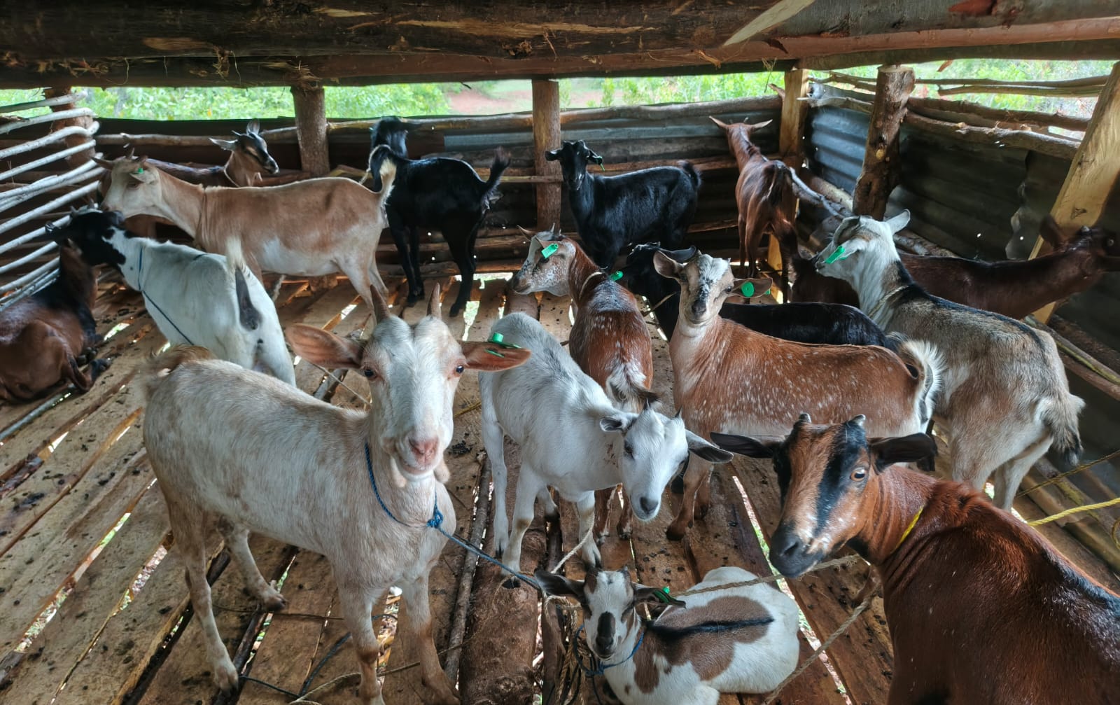 Goat farming in Western Kenya